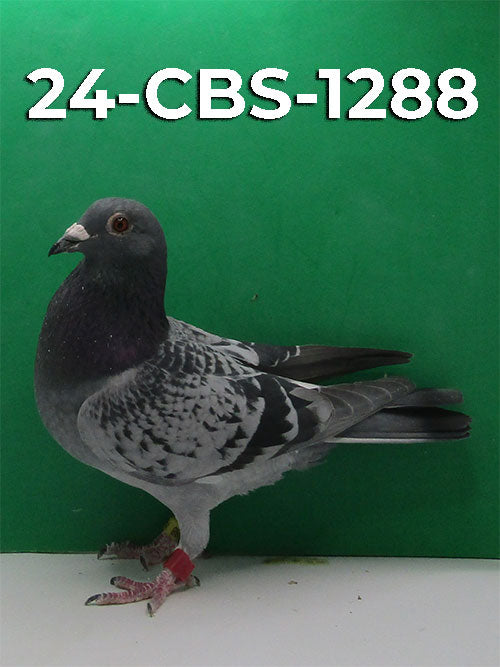 24-CBS-1288 Blue Check Cock. The best of Dirk Van Dyck.
