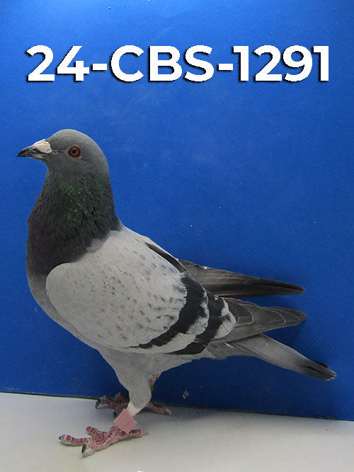 24-CBS-1291 Pencil cock. Son "Jacky Blue", 1/2 brother "New Jens", super breeder!