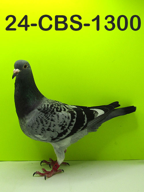 24-CBS-1300 Blue Check White Flight Hen.
