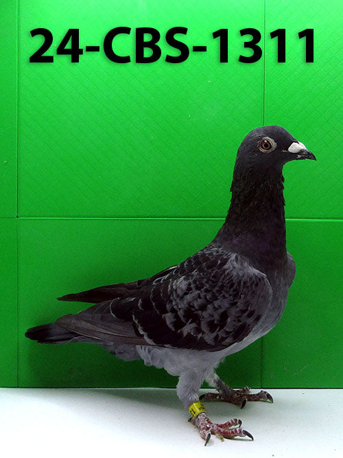 24-CBS-1311 Blue check cock. Double grandson "Triple DiCaprio"