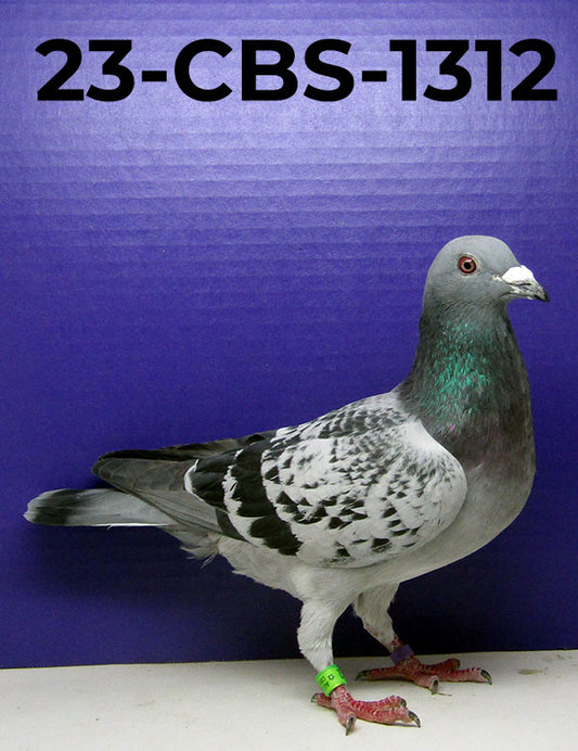 23-CBS-1312 Blue Check Cock.