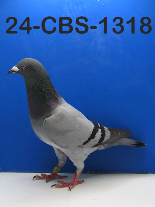 24- CBS-1318 Blue Cock. Grandson super breeder "Jacky Blue"