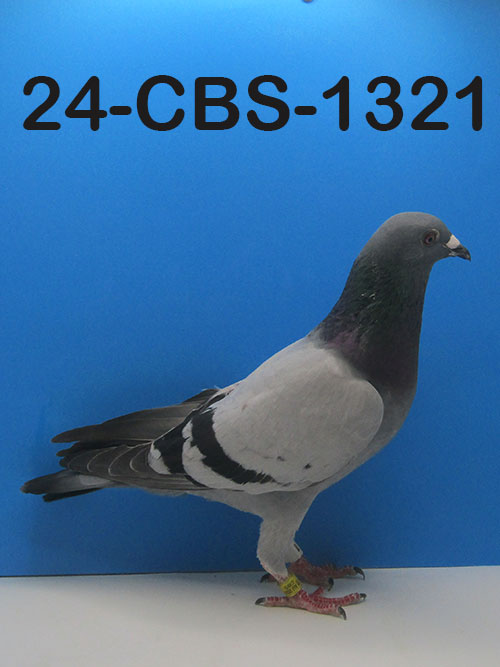 24-CBS-1321 Blue Cock. Son "Atleet".