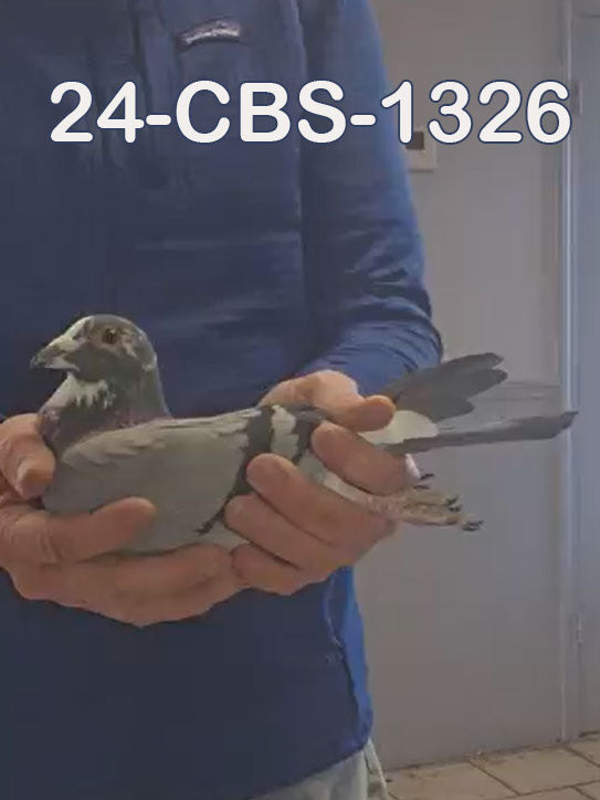 24-CBS-1326 Blue splash cock. 019 Janssen