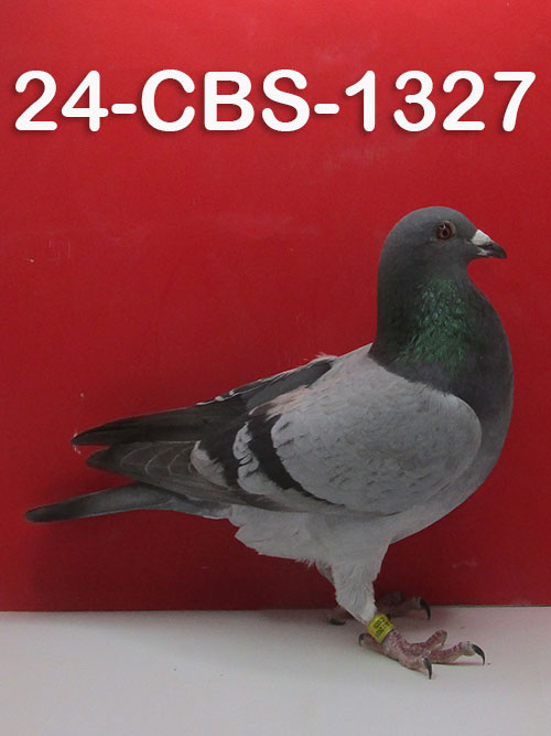 24-CBS-1327 Pencil Cock. Son 'Atleet' super breeder. Vandenabeele.