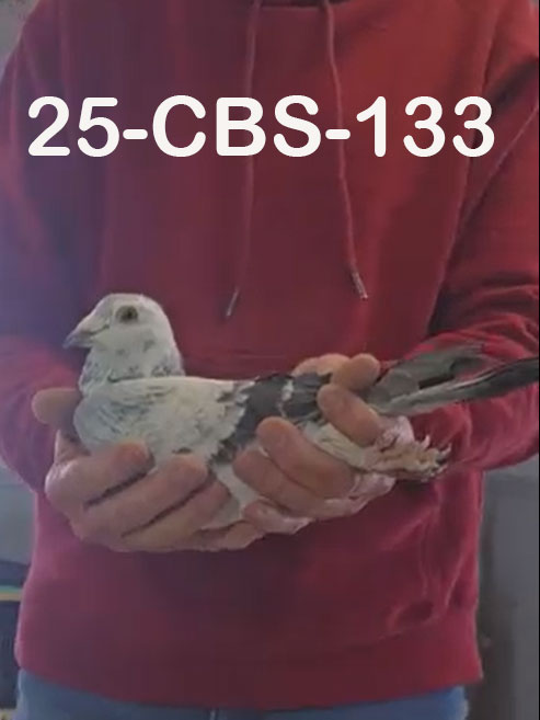 25-CBS-133 Grizzle male. Inbred "Early Grey"