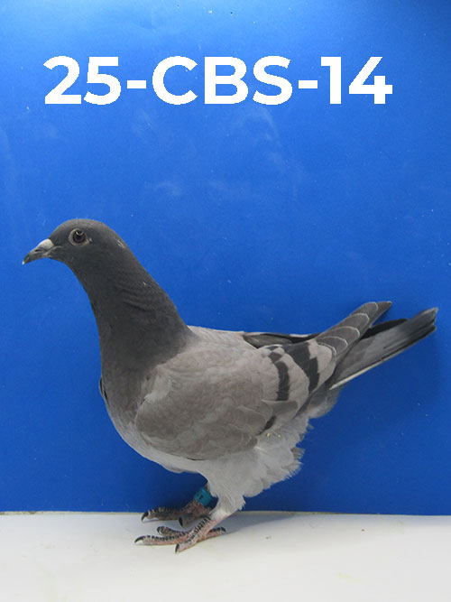 25-CBS-14 BBWF Squeaker