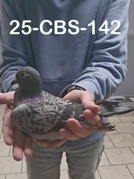 25-CBS-142 Blue check pied male. Son "Kylo Ren"