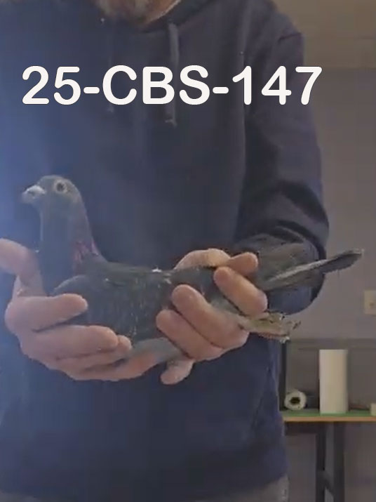 25-CBS-147 Dark Check Male. Son "Zenobia"