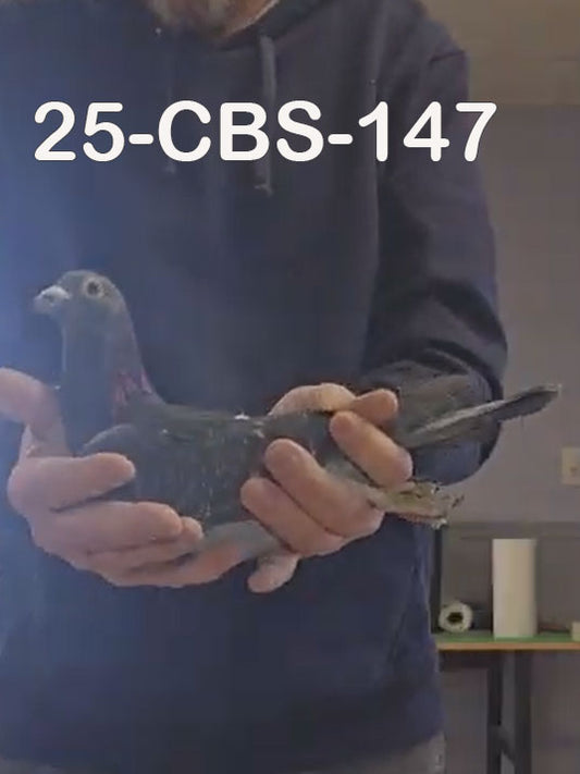 25-CBS-147 Dark Check Male. Son "Zenobia"