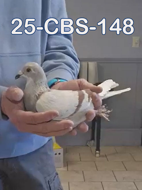 25-CBS-148 Silver splash cock