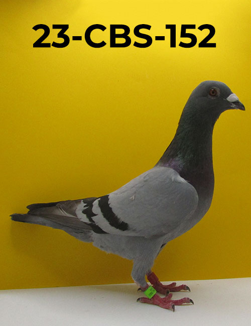 23-CBS-152 BB C Kannibaal/ Vandenabeele.