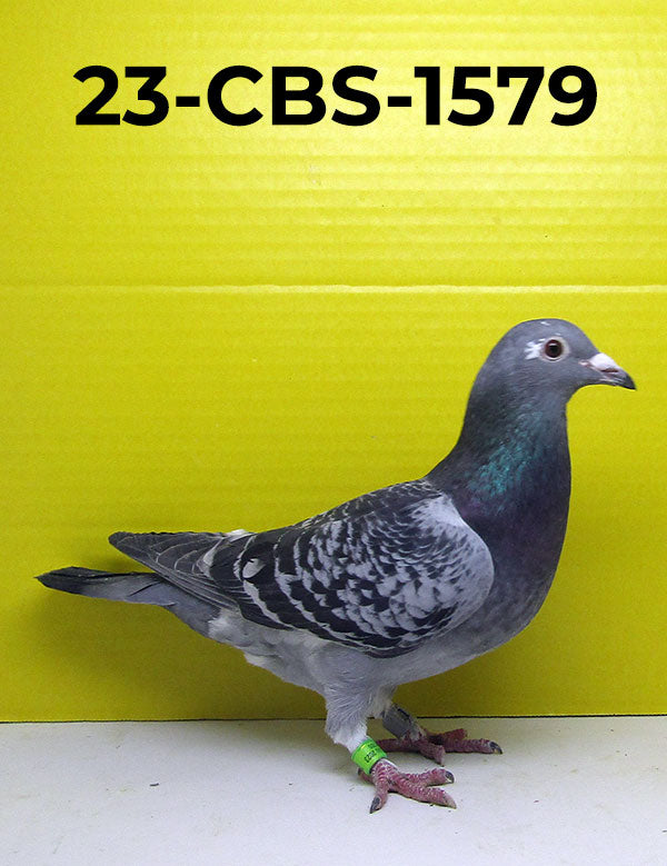 Continental Breeding Station CBS Pigeon