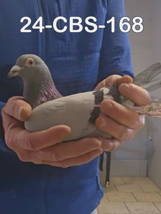 24-CBS-168 Blue cock. Double grandson "Benjamin" x "Thandie"