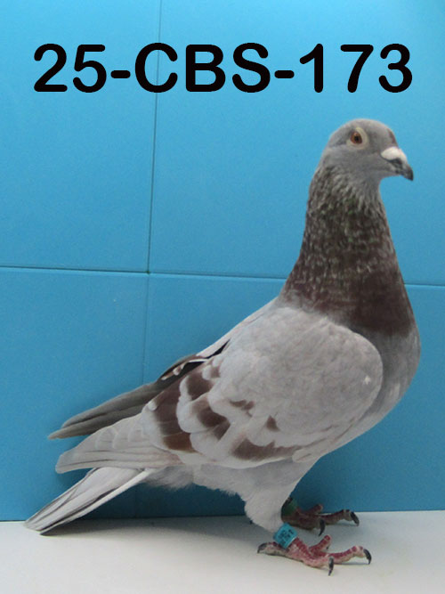 25-CBS-173 Silver Cock. Stefaan Lambrechts.