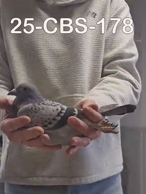 25-CBS-178 Light Check Hen.