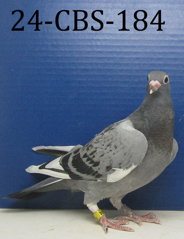 All CBS Pigeon