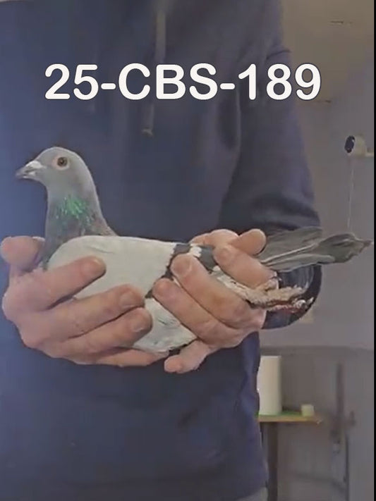 25-CBS-189 Blue cock. Double grandson "Benjamin"