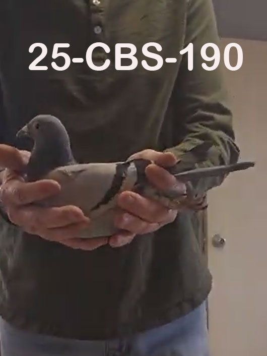 25-CBS-190 Blue hen. Double granddaughter "Benjamin".