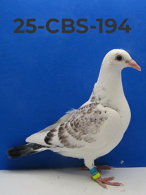 25-CBS-194 Grizzle Youngster