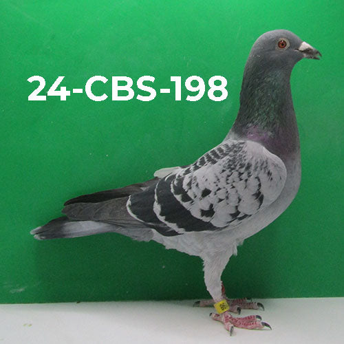 24-CBS-198 Light Check Cock.