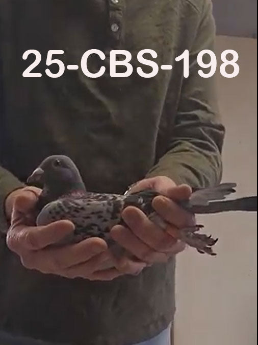 25-CBS-198 Blue check hen. Marc & Geert Pollin.