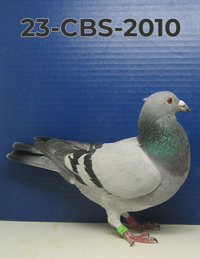 23-CBS-2010 Blue Cock. Bred from our race team.