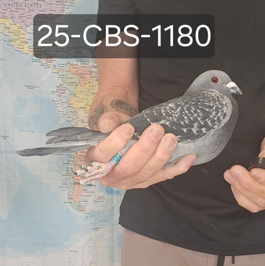 25-CBS-1180 Blue check hen. Long Distance. Aarden and Pollin.