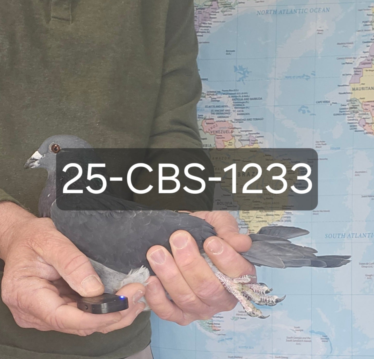 25-CBS-1233 Black cock. Grandson "Ebony"