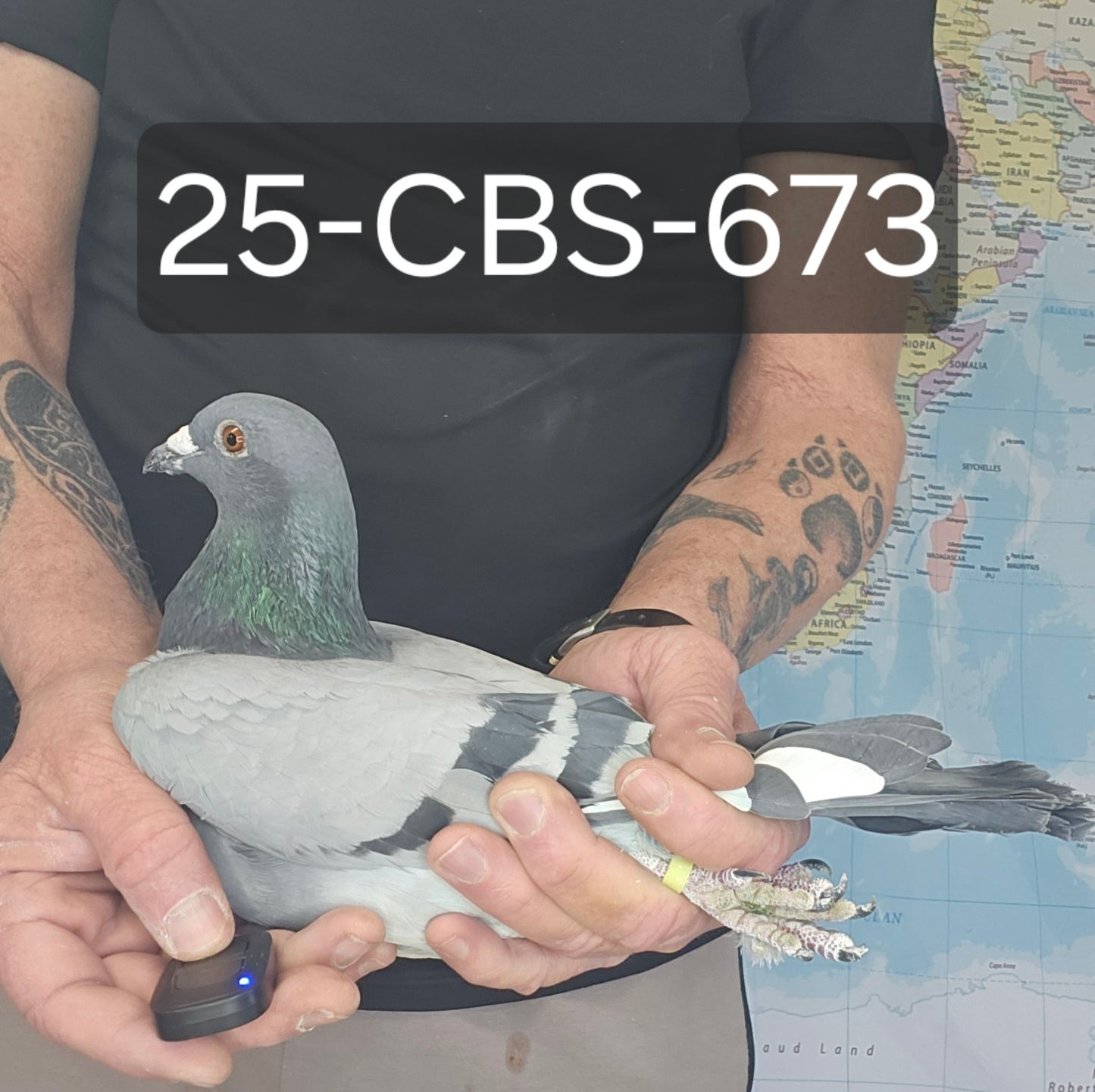 25-CBS-673 Blue Cock. Dirk Van Dyck. Kannibaal Lines.