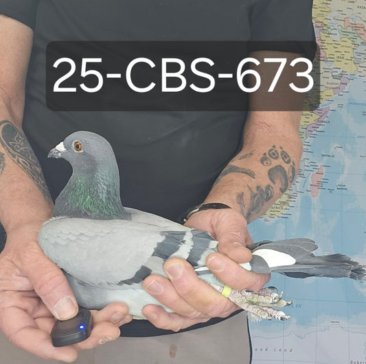 25-CBS-673 Blue Cock. Dirk Van Dyck. Kannibaal Lines.