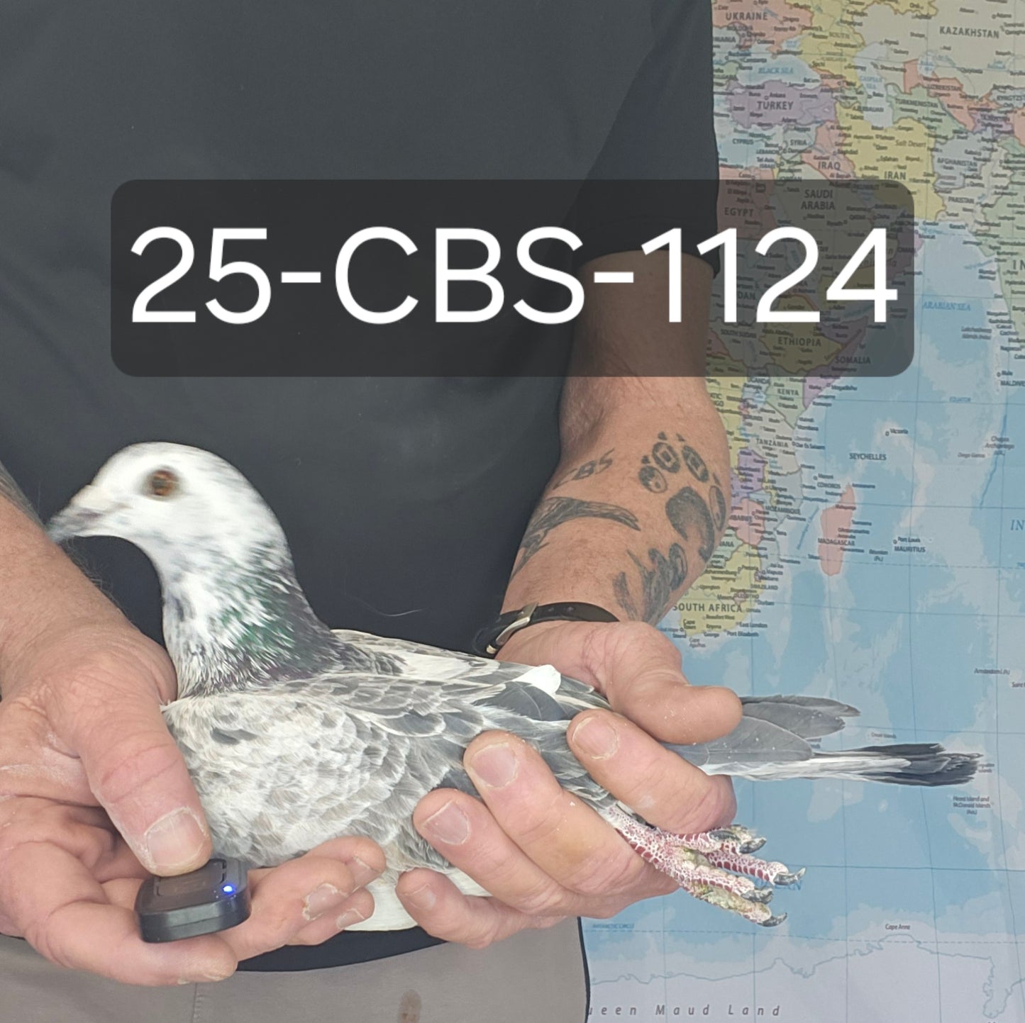 25-CBS-1124 Grizzle Cock. Kaasboer.