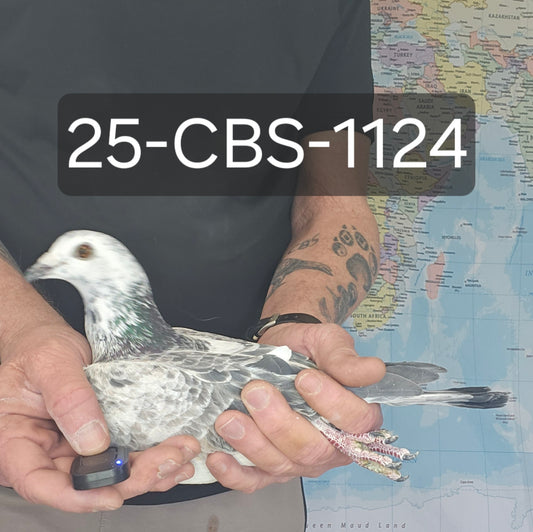 25-CBS-1124 Grizzle Cock. Kaasboer.