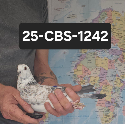 25-CBS-1242 Grizzle hen. Kaasboer.