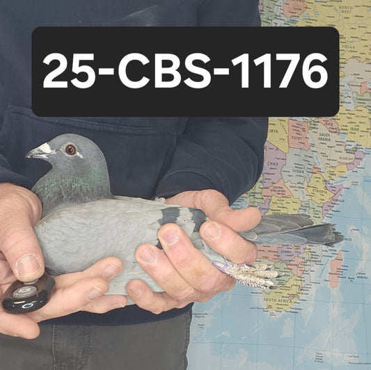 25-CBS-1176 Blue cock. "DiCaprio", "Blizzard Kittel", lines.