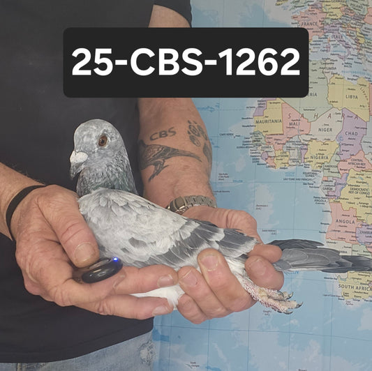 25-CBS-1262 Grizzle Male