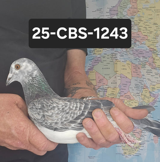 25-CBS-1243 Grizzle Male. Kaasboer