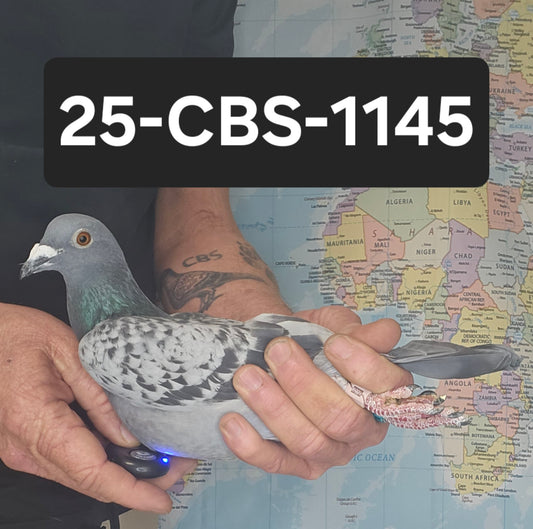 25-CBS-1145 Blue check hen. Granddaughter "Benjamin" & "Thandie"