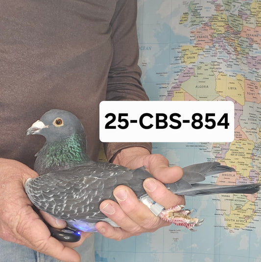 25-CBS-854 Dark Check Cock. 019 Janssen