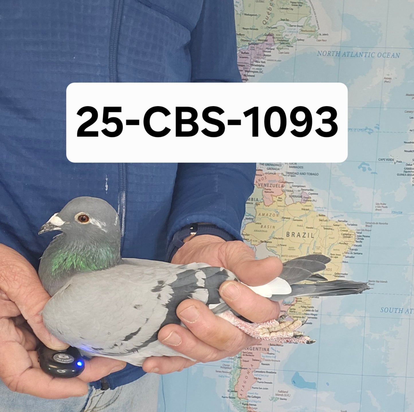 25-CBS-1093 Blue White flight cock