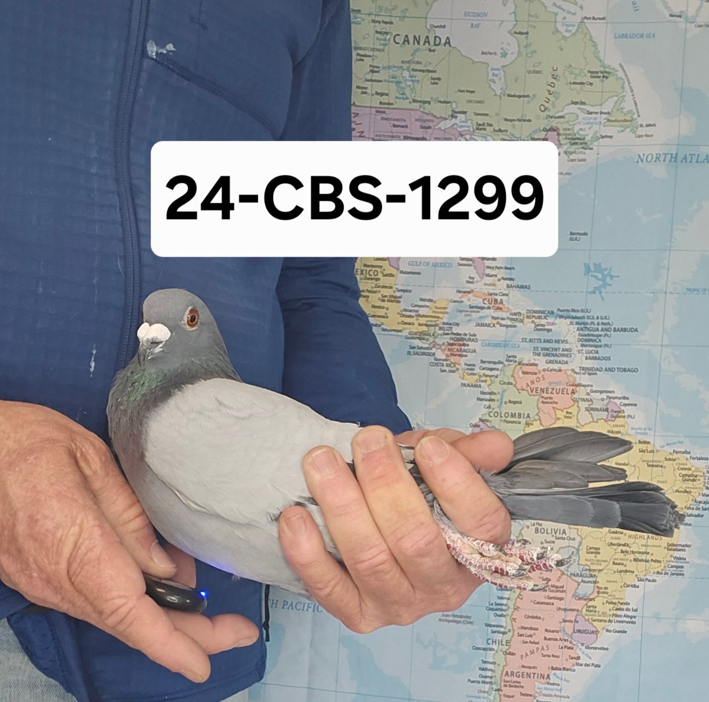 24-CBS-1299 Blue cock. Grandson "Sugar Lucy" and "Grey Panther"