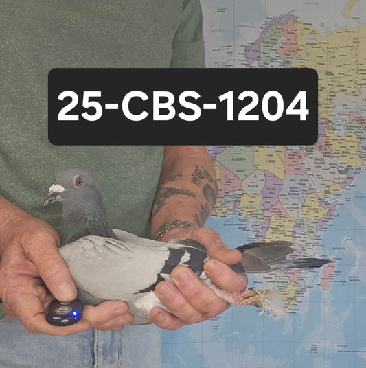 25-CBS-1204 Blue cock. Son "Bleu Cheese" & "Brielle"