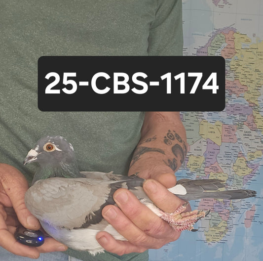 25-CBS-1174 Blue Splash Cock. 019 Janssen