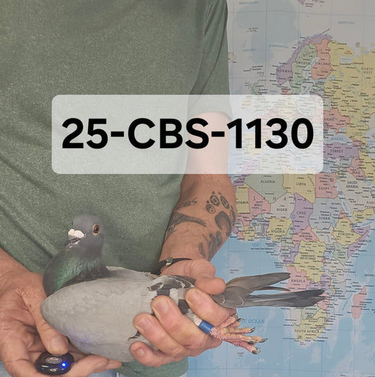 25-CBS-1130 Blue cock. Son "New Black Prince". Dam is out of "Snowcat"