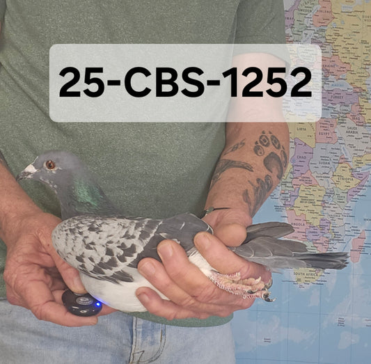 25-CBS-1252 Kaasboer cock. Father is 1/2 brother "Early Grey".