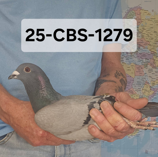 25-CBS-1279 Full brother to 14th Hoosier 2025!!