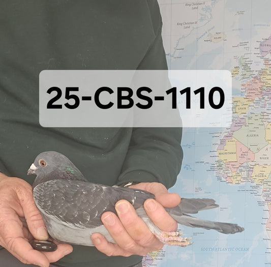 25-CBS-1110 Dark Check cock. Grandson "Triple DiCaprio"