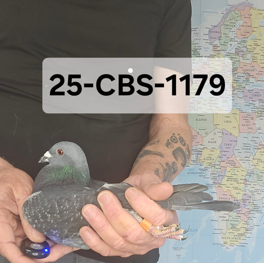 25-CBS-1179 Dark check hen. Pure long distance!!