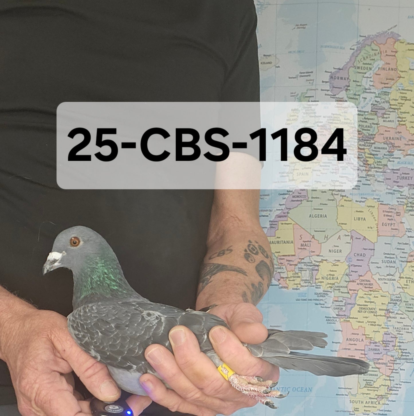 25-CBS-1184 Dark check cock. Grandson "Triple DiCaprio"
