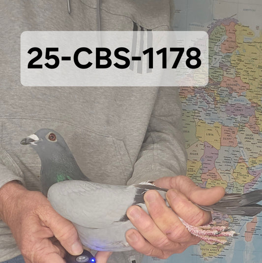 25-CBS-1178 Blue cock. Lambrcechts and Kittel